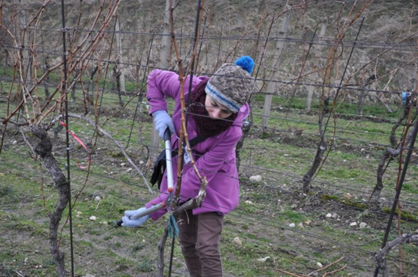 Súťaž v reze viniča hroznorodého