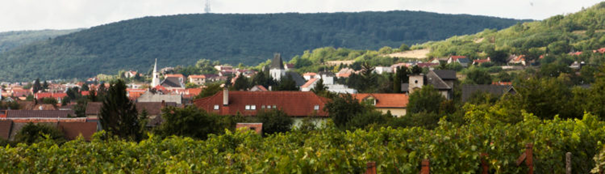 Ochrana viníc pred chorobami a škodcami